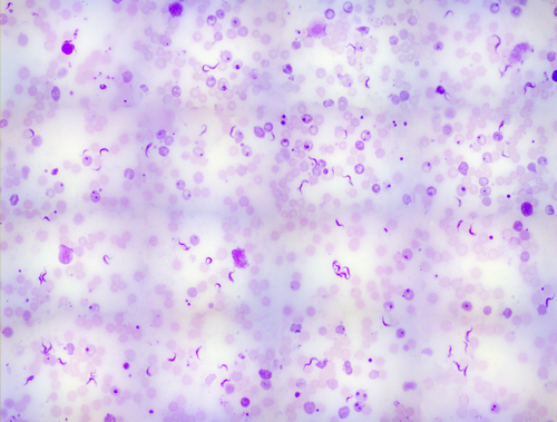 trypanosoma 